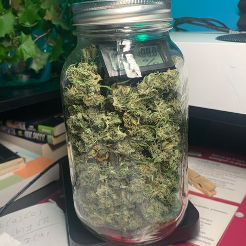 Critical 2.0 Auto growlog photo: 50g cocotte peut dense beaucoup de feuilles bonne odeur 
