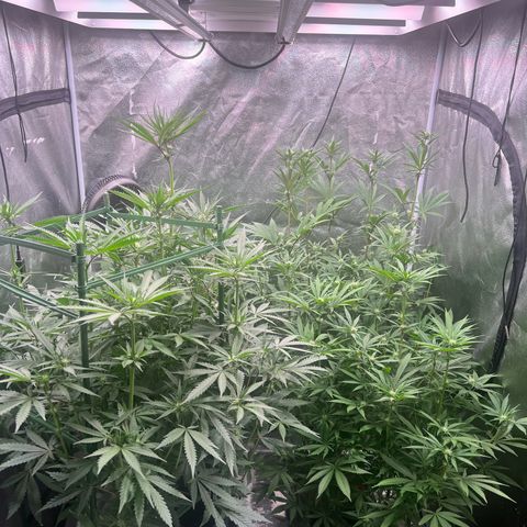Tarantula and Lovin in Her Eyes Genetics growlog timeline photo