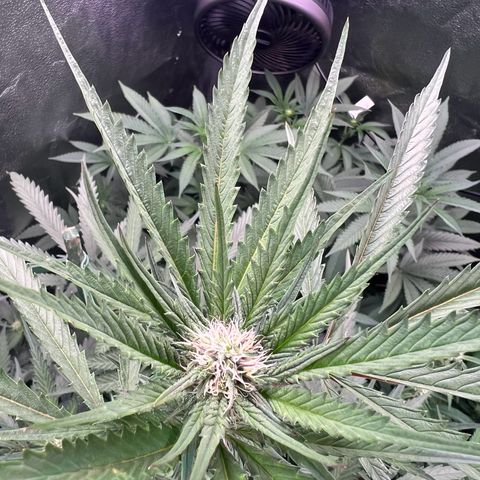 Tarantula and Lovin in Her Eyes Genetics growlog timeline photo