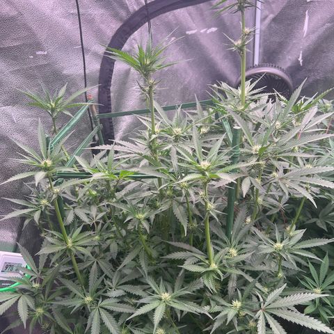 Tarantula and Lovin in Her Eyes Genetics growlog photo: Pearl Cadillac