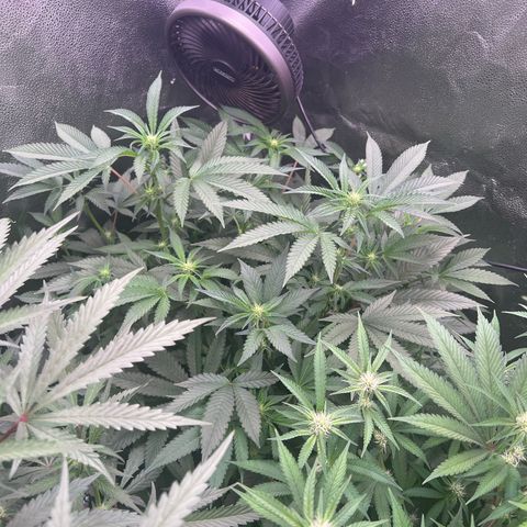 Tarantula and Lovin in Her Eyes Genetics growlog photo: Black Belt