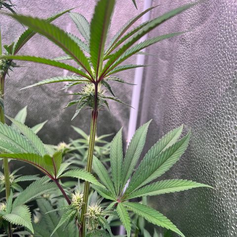 Tarantula and Lovin in Her Eyes Genetics growlog photo: Spinning Elbow