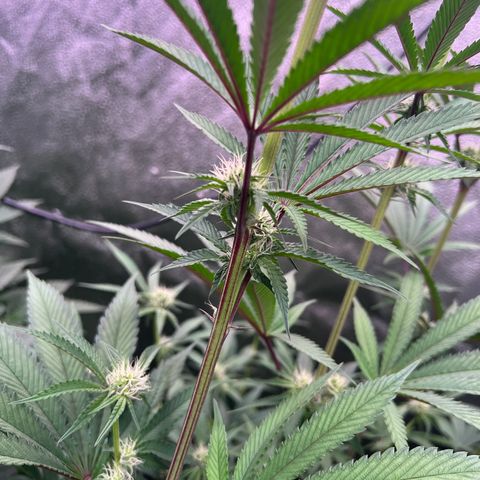 Tarantula and Lovin in Her Eyes Genetics growlog photo: Spinning Elbow