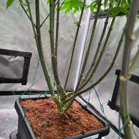 Tarantula and Lovin in Her Eyes Genetics growlog photo: Spinning Elbow