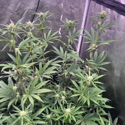Tarantula and Lovin in Her Eyes Genetics growlog photo: Spinning Elbow