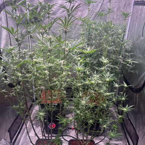 Tarantula and Lovin in Her Eyes Genetics growlog photo: Pearl Cadillac getting thick buds. Spinning elbow changing colors