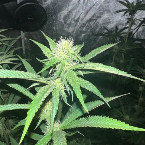 Tarantula and Lovin in Her Eyes Genetics growlog photo: Pearl Cadillac getting thick buds. Spinning elbow changing colors