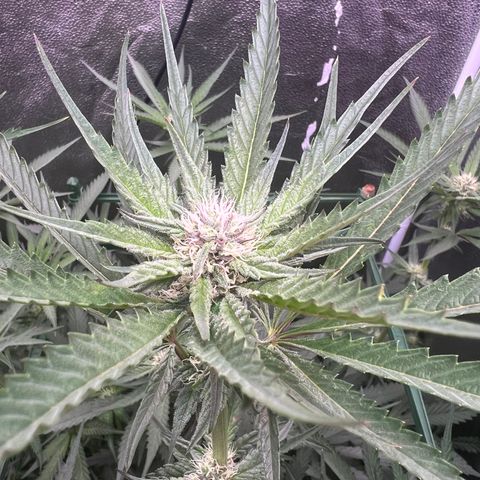Tarantula and Lovin in Her Eyes Genetics growlog photo: Pearl Cadillac getting thick buds. Spinning elbow changing colors