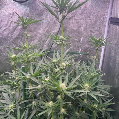 Tarantula and Lovin in Her Eyes Genetics growlog photo: Pearl Cadillac getting thick buds. Spinning elbow changing colors