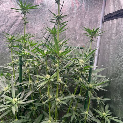 Tarantula and Lovin in Her Eyes Genetics growlog timeline photo