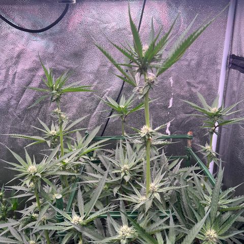 Tarantula and Lovin in Her Eyes Genetics growlog timeline photo