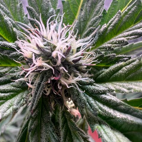 Tarantula and Lovin in Her Eyes Genetics growlog timeline photo