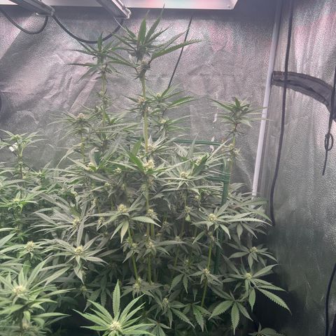 Tarantula and Lovin in Her Eyes Genetics growlog timeline photo