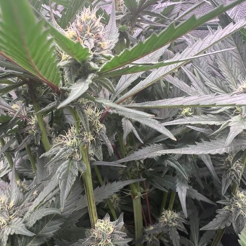 Tarantula and Lovin in Her Eyes Genetics growlog timeline photo