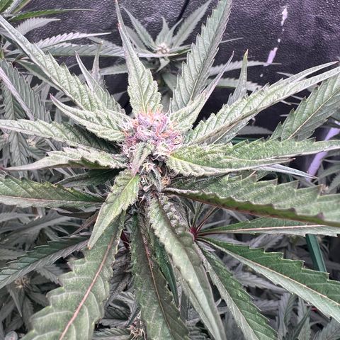 Tarantula and Lovin in Her Eyes Genetics growlog timeline photo