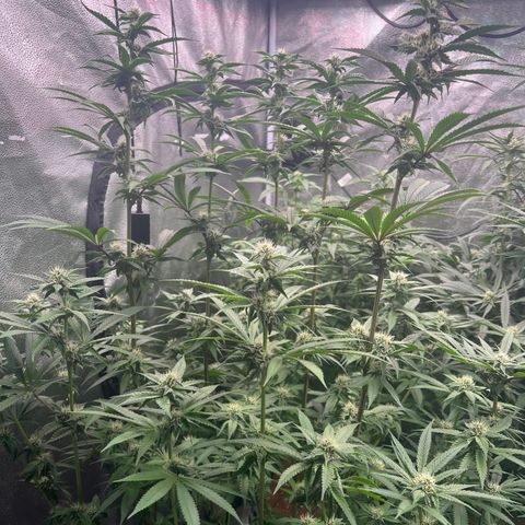 Tarantula and Lovin in Her Eyes Genetics growlog timeline photo