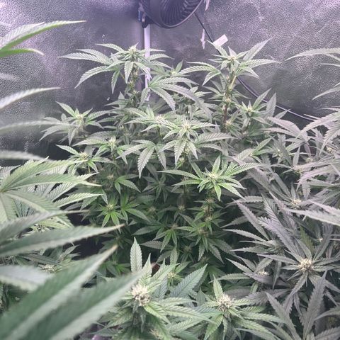 Tarantula and Lovin in Her Eyes Genetics growlog timeline photo