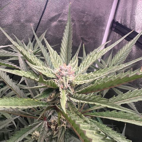 Tarantula and Lovin in Her Eyes Genetics growlog timeline photo