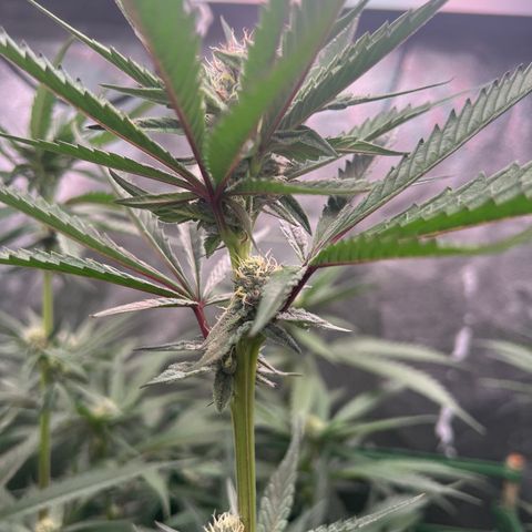 Tarantula and Lovin in Her Eyes Genetics growlog timeline photo