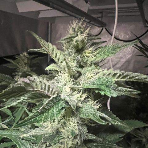 Tarantula and Lovin in Her Eyes Genetics growlog timeline photo