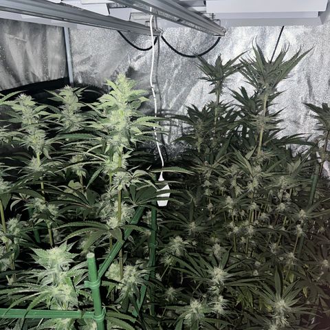 Tarantula and Lovin in Her Eyes Genetics growlog timeline photo