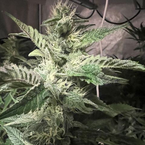 Tarantula and Lovin in Her Eyes Genetics growlog timeline photo