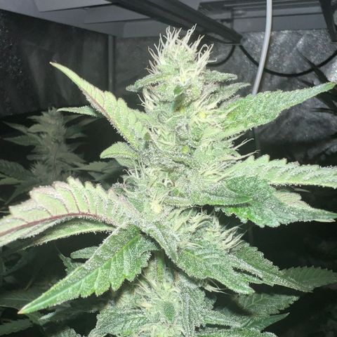Tarantula and Lovin in Her Eyes Genetics growlog timeline photo