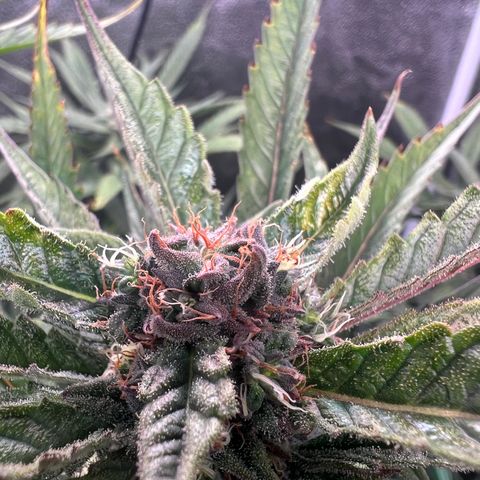 Tarantula and Lovin in Her Eyes Genetics growlog timeline photo