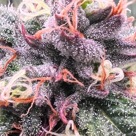 Tarantula and Lovin in Her Eyes Genetics growlog timeline photo
