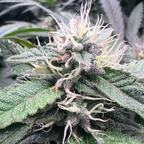 Tarantula and Lovin in Her Eyes Genetics growlog timeline photo