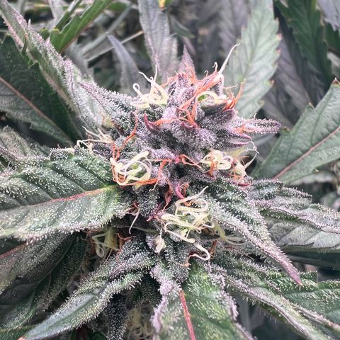 Tarantula and Lovin in Her Eyes Genetics growlog timeline photo