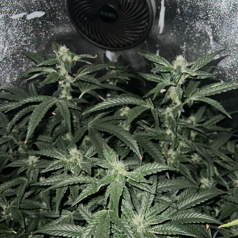 Tarantula and Lovin in Her Eyes Genetics growlog timeline photo