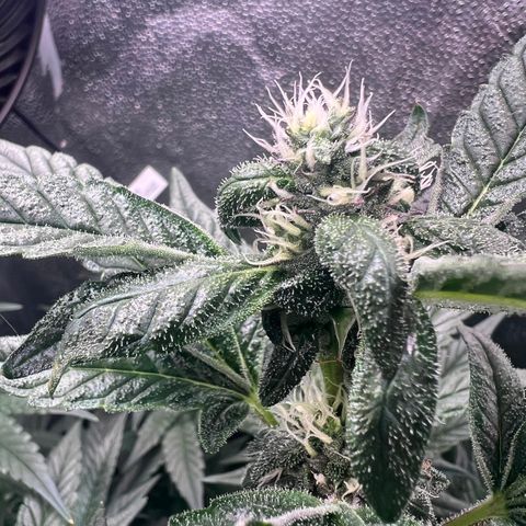 Tarantula and Lovin in Her Eyes Genetics growlog timeline photo