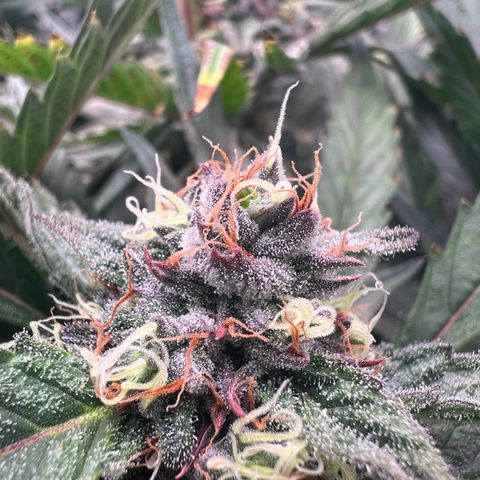 Tarantula and Lovin in Her Eyes Genetics growlog timeline photo