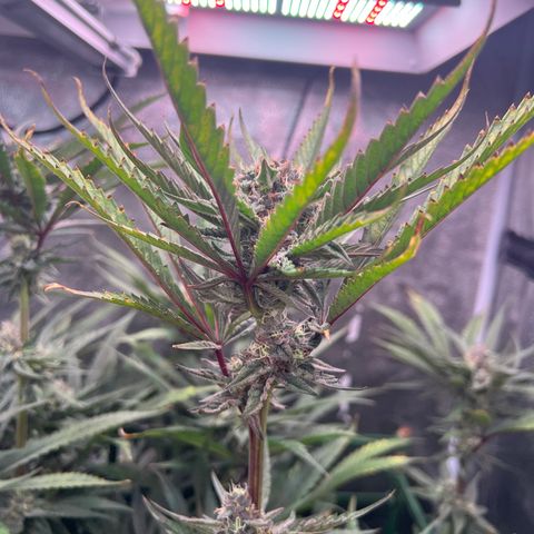 Tarantula and Lovin in Her Eyes Genetics growlog timeline photo