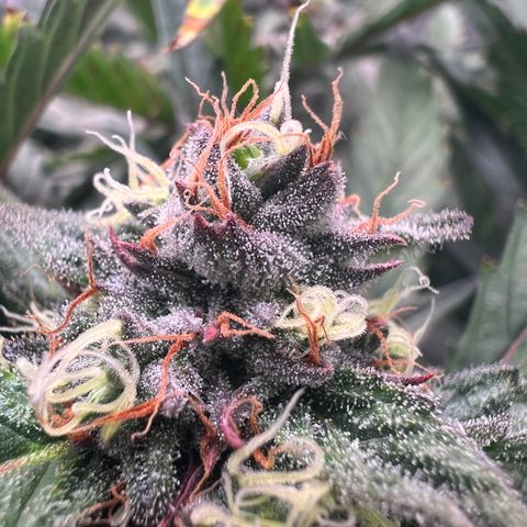 Tarantula and Lovin in Her Eyes Genetics growlog timeline photo