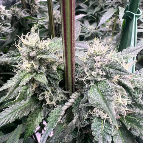 Tarantula and Lovin in Her Eyes Genetics growlog timeline photo