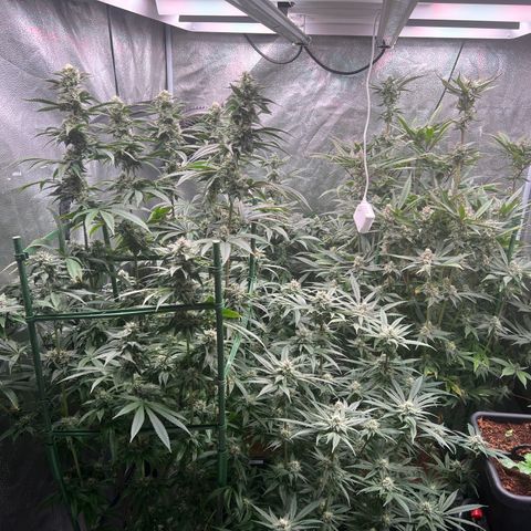 Tarantula and Lovin in Her Eyes Genetics growlog timeline photo