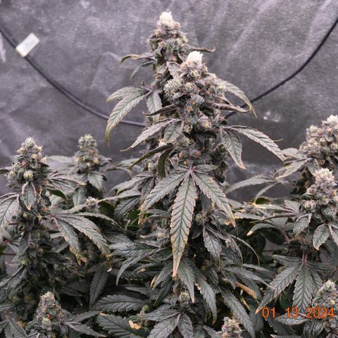 Tarantula and Lovin in Her Eyes Genetics growlog photo: Black Belt 