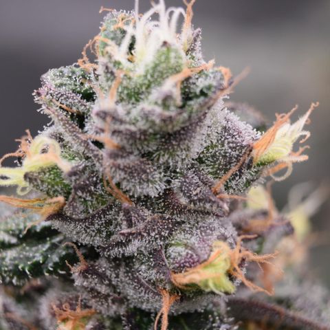 Tarantula and Lovin in Her Eyes Genetics growlog photo: Black Belt 