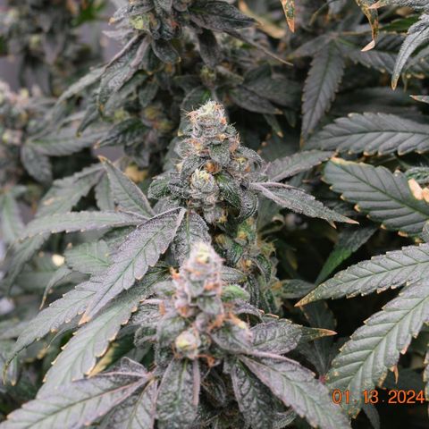 Tarantula and Lovin in Her Eyes Genetics growlog photo: Black Belt 