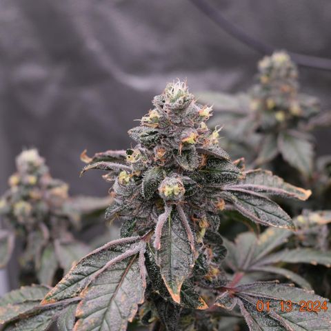 Tarantula and Lovin in Her Eyes Genetics growlog photo: Black Belt 