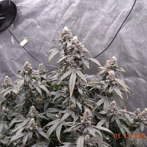 Tarantula and Lovin in Her Eyes Genetics growlog photo: Black Belt 