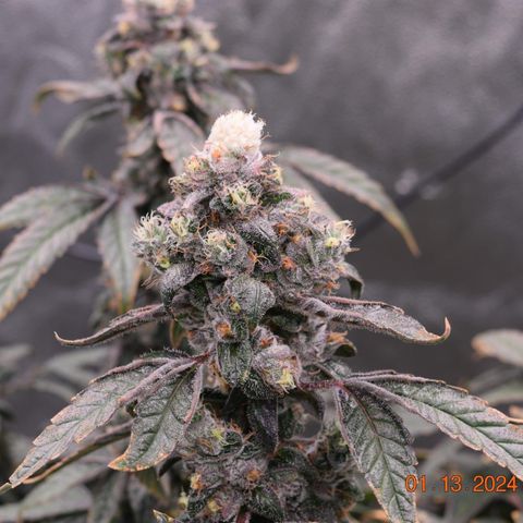 Tarantula and Lovin in Her Eyes Genetics growlog photo: Black Belt 