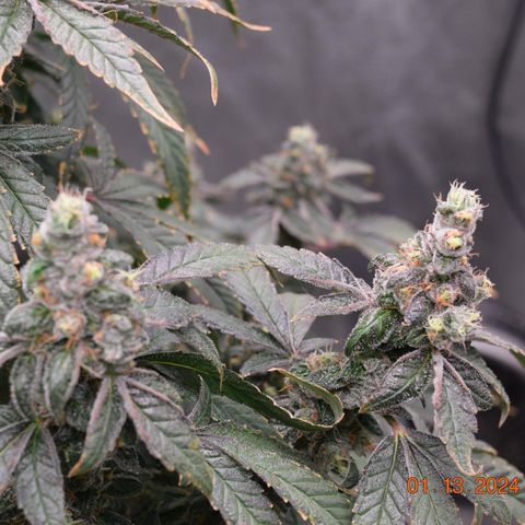 Tarantula and Lovin in Her Eyes Genetics growlog photo: Black Belt 