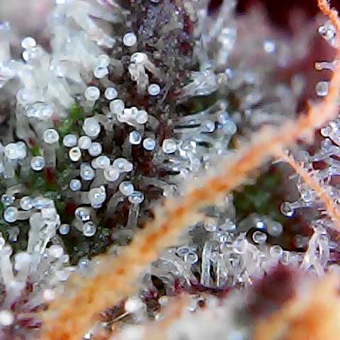 Tarantula and Lovin in Her Eyes Genetics growlog photo: Black belt. Accidental reveg 