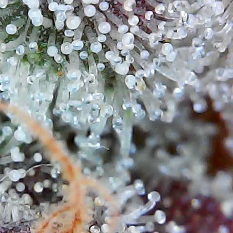 Tarantula and Lovin in Her Eyes Genetics growlog photo: Black belt. Accidental reveg 