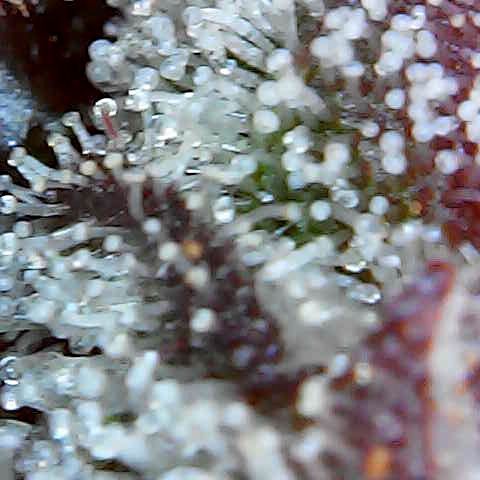 Tarantula and Lovin in Her Eyes Genetics growlog photo: Black belt. Accidental reveg 