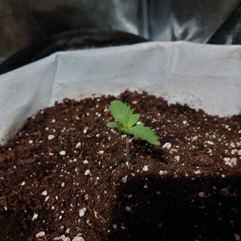 Мавка growlog timeline photo