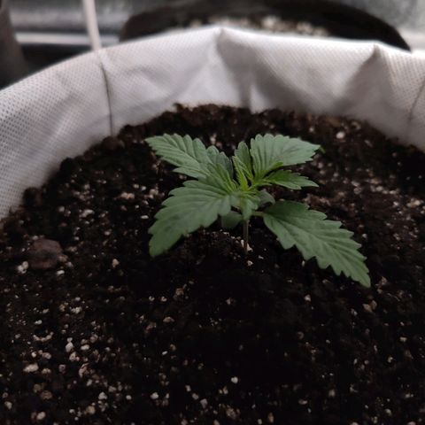 Мавка growlog timeline photo